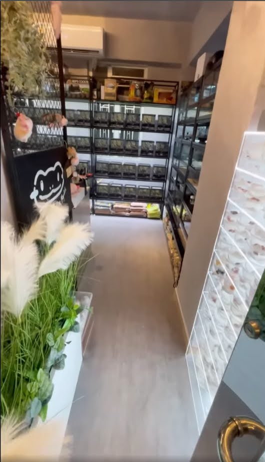 太子經營5年大量熟客行業獨大大量愛好者各種爬蟲零售繁殖連FB, IG, follower共約一萬多寵物店生意頂讓 · 2