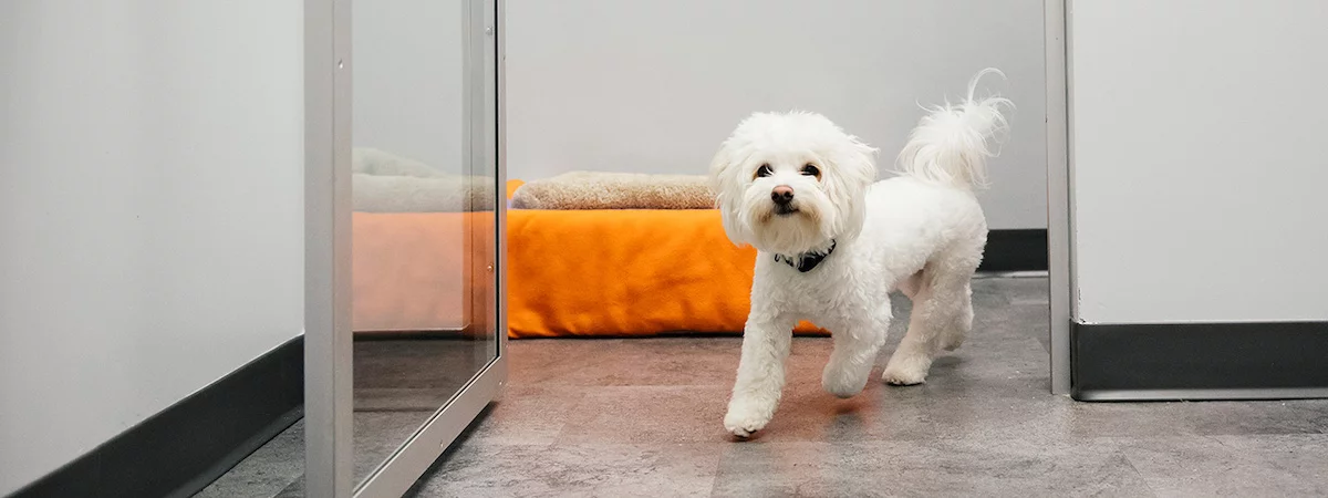 土瓜灣半Autorun利潤可達$56,960約12個月回本有班底約700呎總投資額約$50萬寵物店連寵物美容及寵物寄宿生意轉讓